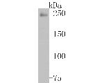 Endofin Antibody in Western Blot (WB)