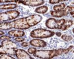 ChT1 Antibody in Immunohistochemistry (Paraffin) (IHC (P))