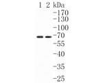 ChT1 Antibody in Western Blot (WB)