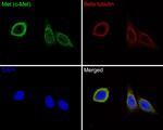Met (c-Met) Antibody in Immunocytochemistry (ICC/IF)