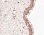 Butyrylcholine esterase Antibody in Immunohistochemistry (Paraffin) (IHC (P))