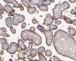 CD105 Antibody in Immunohistochemistry (Paraffin) (IHC (P))