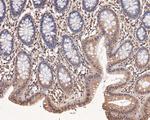 PP-X Antibody in Immunohistochemistry (Paraffin) (IHC (P))