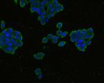 CCR3 Antibody in Immunocytochemistry (ICC/IF)