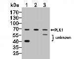 PLK1 Antibody in Flow Cytometry (Flow)