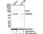 PLK1 Antibody in Western Blot (WB)