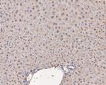 HNF1 alpha Antibody in Immunohistochemistry (Paraffin) (IHC (P))