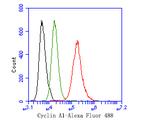Cyclin A1 Antibody in Flow Cytometry (Flow)