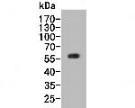 Cyclin A1 Antibody in Western Blot (WB)