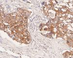 CX3CL1 Antibody in Immunohistochemistry (Paraffin) (IHC (P))