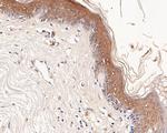 CX3CL1 Antibody in Immunohistochemistry (Paraffin) (IHC (P))