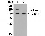 CX3CL1 Antibody in Western Blot (WB)