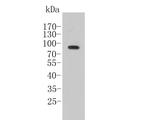 CCNT1 Antibody in Western Blot (WB)