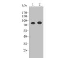 CCNT1 Antibody in Western Blot (WB)