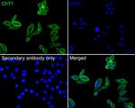 ChT1 Antibody in Immunocytochemistry (ICC/IF)