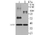 ChT1 Antibody in Western Blot (WB)