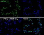 IL-2RG Antibody in Immunocytochemistry (ICC/IF)