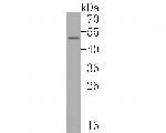 IL-2RG Antibody in Western Blot (WB)