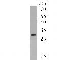Cyclin D2 Antibody in Western Blot (WB)