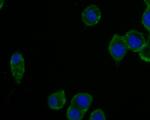 CPN1 Antibody in Immunocytochemistry (ICC/IF)