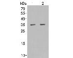 Osteopontin Antibody in Western Blot (WB)