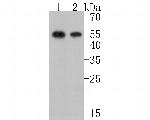 SOX17 Antibody in Western Blot (WB)