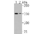 LAMB3 Antibody in Western Blot (WB)