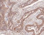 p107 Antibody in Immunohistochemistry (Paraffin) (IHC (P))