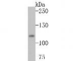 p107 Antibody in Western Blot (WB)