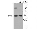 CAPZB Antibody in Western Blot (WB)