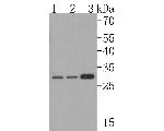 KCNIP2 Antibody in Western Blot (WB)