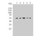 TGF beta 1 Antibody in Western Blot (WB)