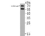 SOX10 Antibody in Western Blot (WB)