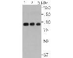 Villin1 Antibody in Western Blot (WB)