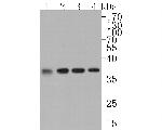 CSNK2A2 Antibody in Western Blot (WB)