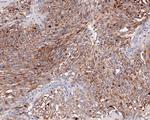 Chromogranin A Antibody in Immunohistochemistry (Paraffin) (IHC (P))