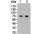 Chromogranin A Antibody in Western Blot (WB)