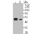 Cytokeratin 18 Antibody in Western Blot (WB)