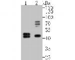 Cytokeratin 18 Antibody in Western Blot (WB)