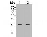 p16INK4a Antibody in Western Blot (WB)