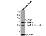 CD151 Antibody in Western Blot (WB)