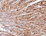 CD166 Antibody in Immunohistochemistry (Paraffin) (IHC (P))