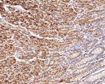 CD166 Antibody in Immunohistochemistry (Paraffin) (IHC (P))