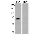 BSA Antibody in Western Blot (WB)