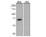 BSA Antibody in Western Blot (WB)