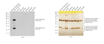 Goat anti-Syrian Hamster IgG (H+L) Cross-Adsorbed Secondary Antibody, HRP