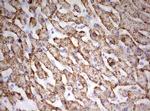 HADH Antibody in Immunohistochemistry (Paraffin) (IHC (P))