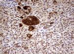 HADH Antibody in Immunohistochemistry (Paraffin) (IHC (P))