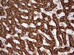 HADH Antibody in Immunohistochemistry (Paraffin) (IHC (P))