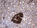 HADH Antibody in Immunohistochemistry (Paraffin) (IHC (P))